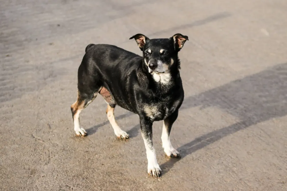 Récupération Joseph Sabatier Balzac (5webp
